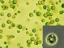 alga verde comun