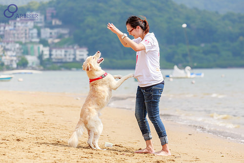 Perro en la playa