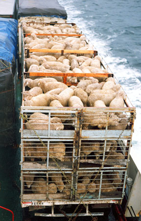 (Transporte de animales por camión y mar)
