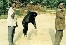 chimpance para la venta
