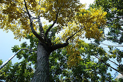 Arbol de Caoba