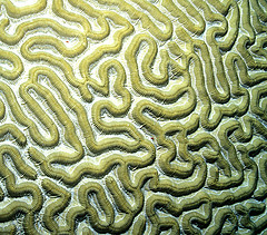 coral "cerebro"