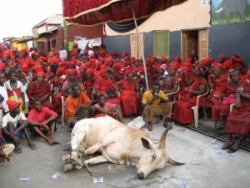 cow sacrifice