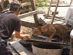 Imagen de PETA: rescate de perro