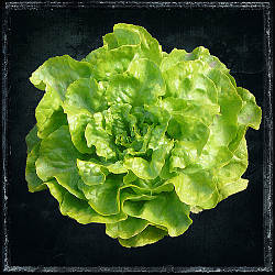 lechuga