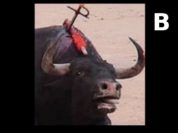 (Toros)