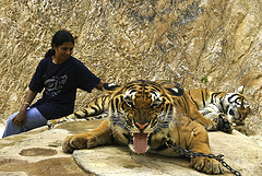 Templo de los Tigres, Malasia