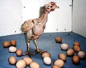 gallina ponedora