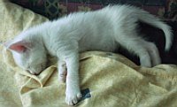 gatito durmiendo