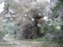 Telaraña gigante en Lake Tawakoni, Texas