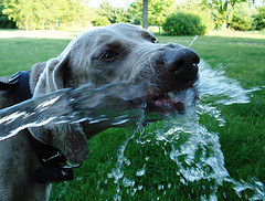 perro bebiendo agua