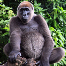 Gorilla Cross River