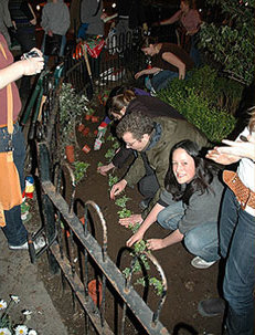 guerrilla gardening