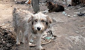 (Perros vagos en Haiti) 