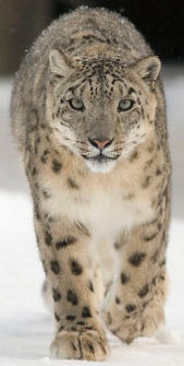 Leopardo de las nieves