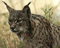 Lince Iberico, en peligro de extincion