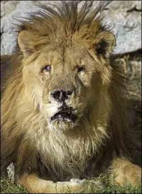 Marjan: león del zoológico de Kabul, Afganistán. Ciego y mutilado tras el fuego armado de las milicias.