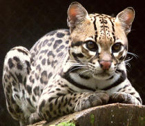 Ocelote