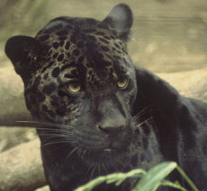 pantera negra, en peligro de extincion