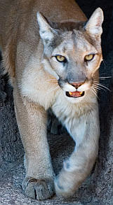 Puma americano