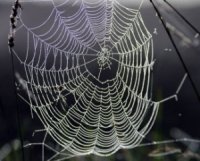 Red Telaraña