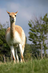 Vicuña